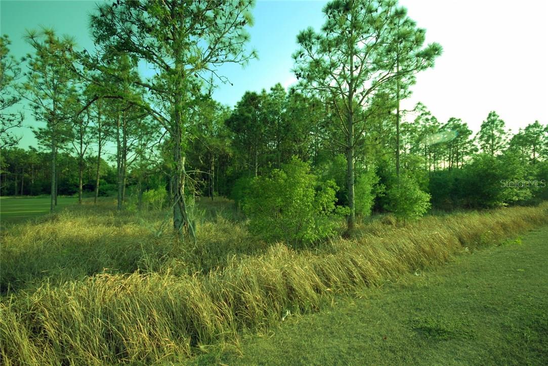 30150 OVERPASS RD, WESLEY CHAPEL, FL — photo 5