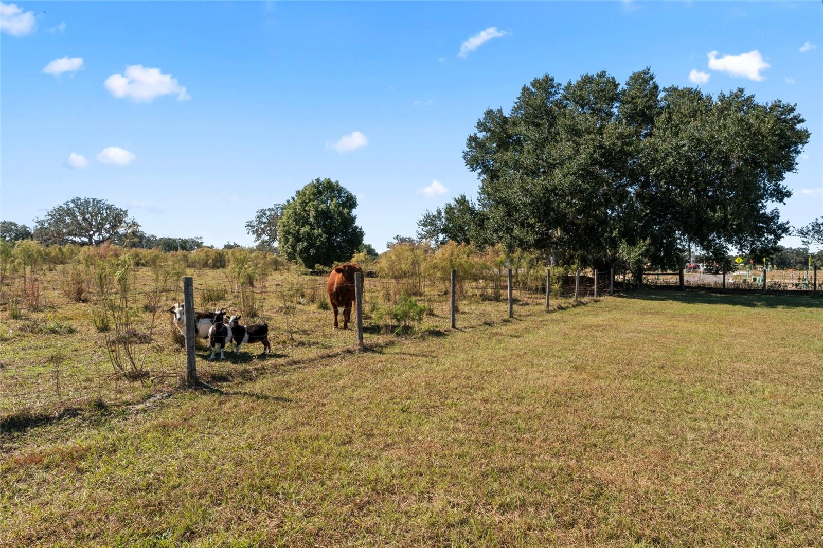0 COUNTY ROAD 52, SAN ANTONIO, FL — photo 4