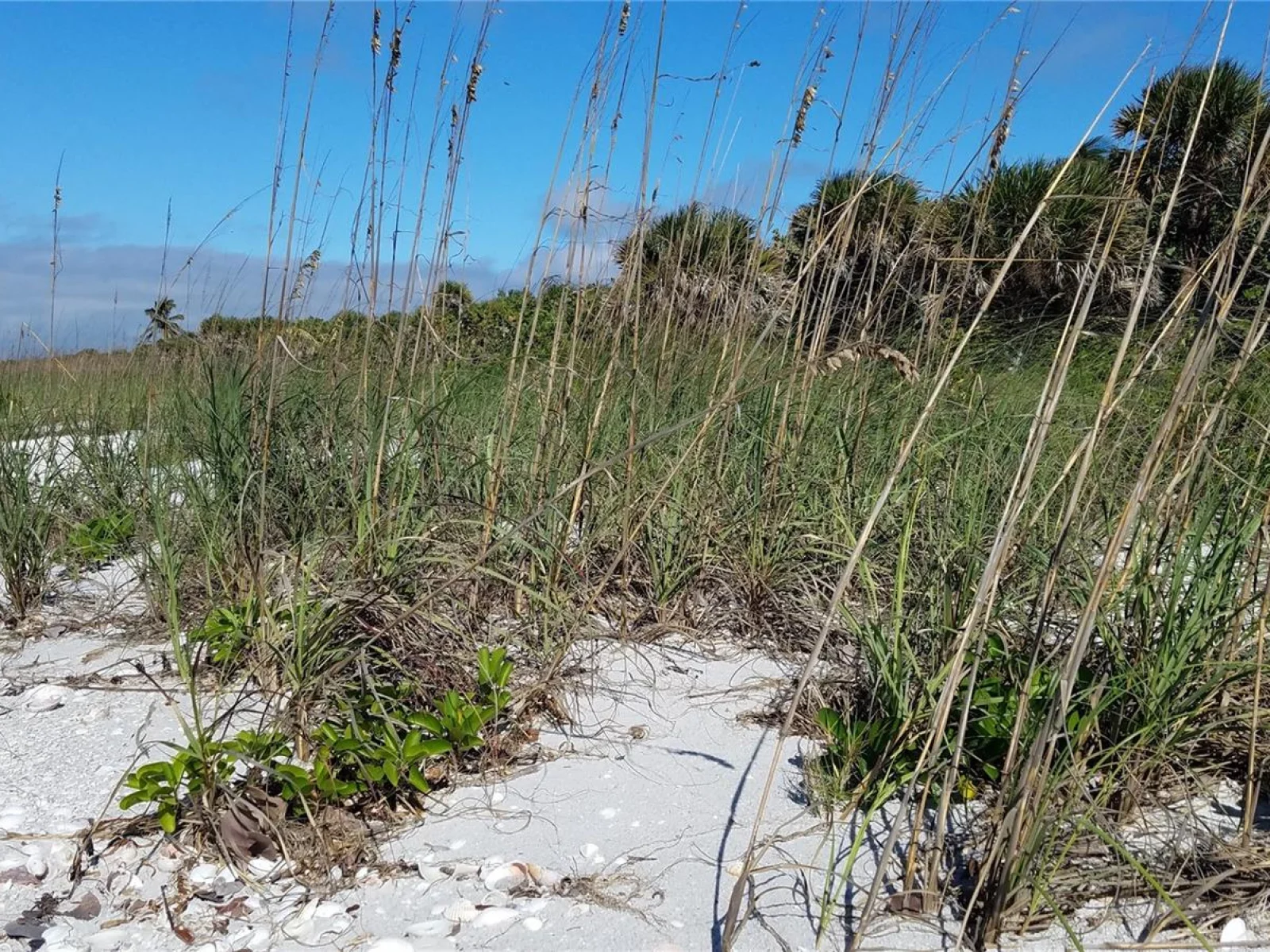 ACCESS UNDETERMINED, BOKEELIA, FL — photo 8