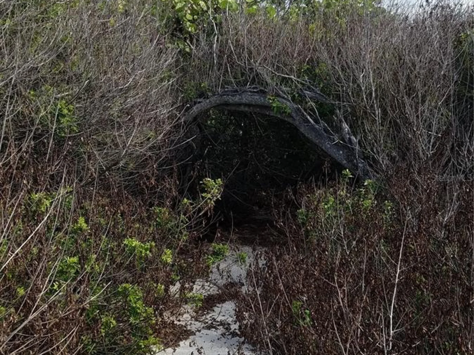 ACCESS UNDETERMINED, BOKEELIA, FL — photo 10