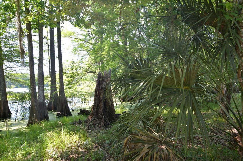 SW 64TH AVE, BUSHNELL, FL — photo 8