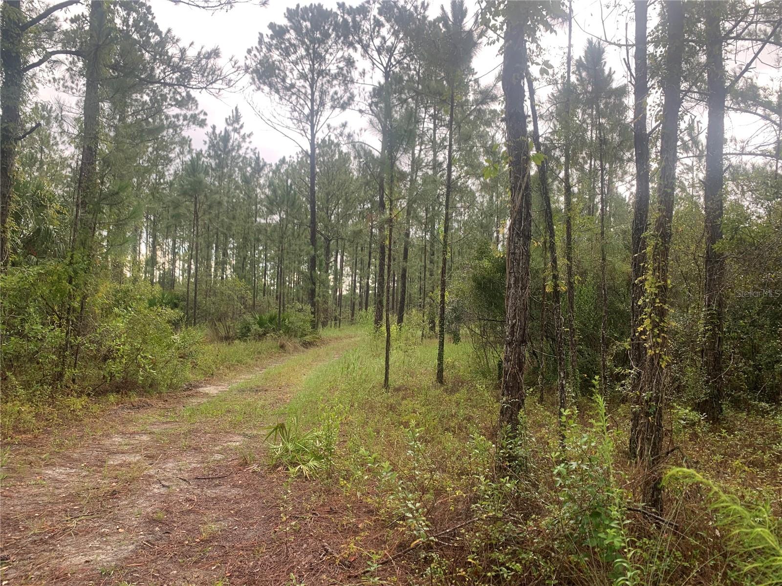 TBD OTTER DR #LOT 44, WEBSTER, FL — photo 4