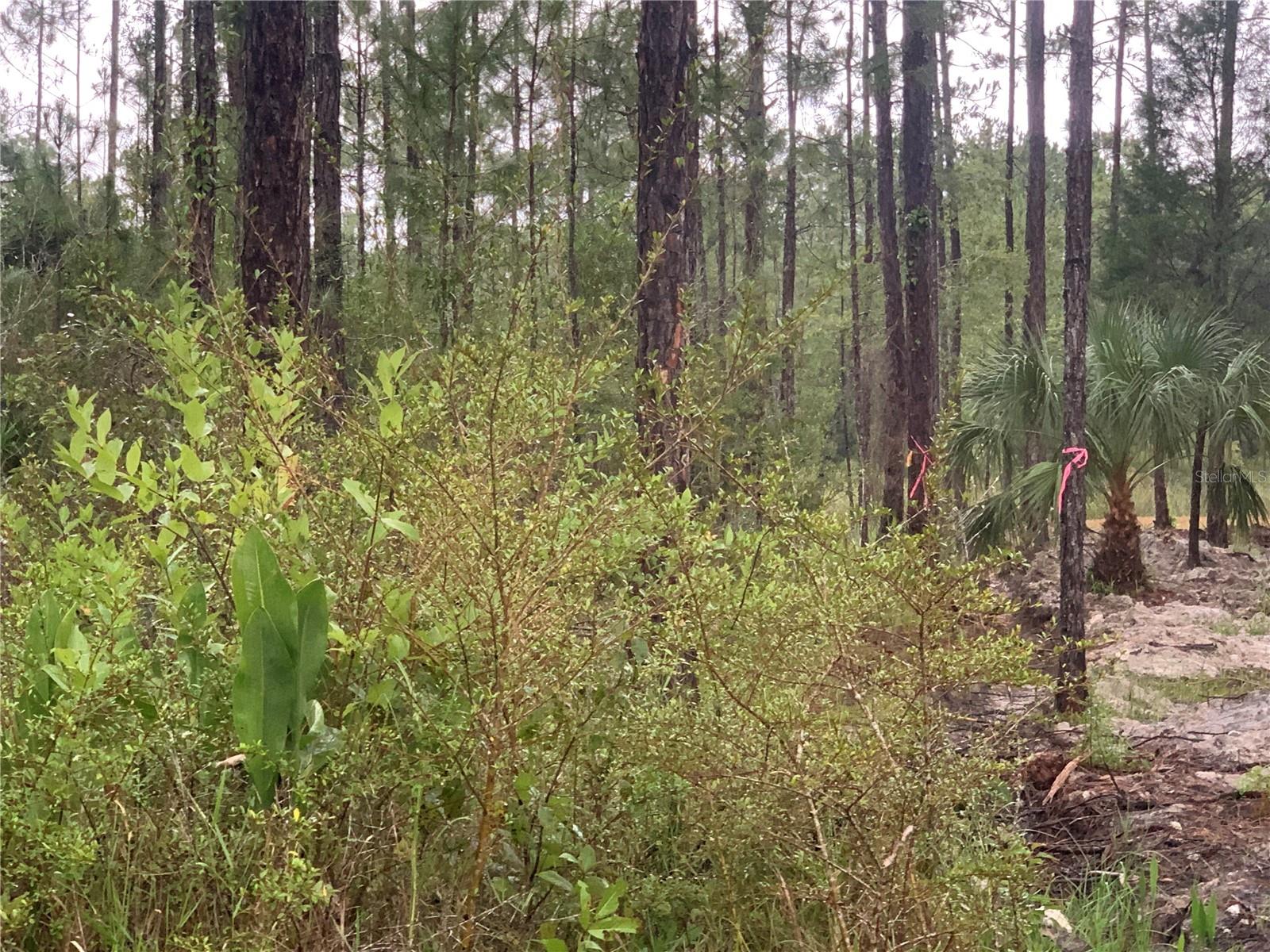 TBD OTTER DR #LOT 44, WEBSTER, FL — photo 5