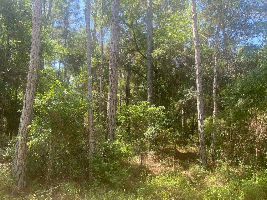 TBD 155TH LN, FORT MC COY, FL
