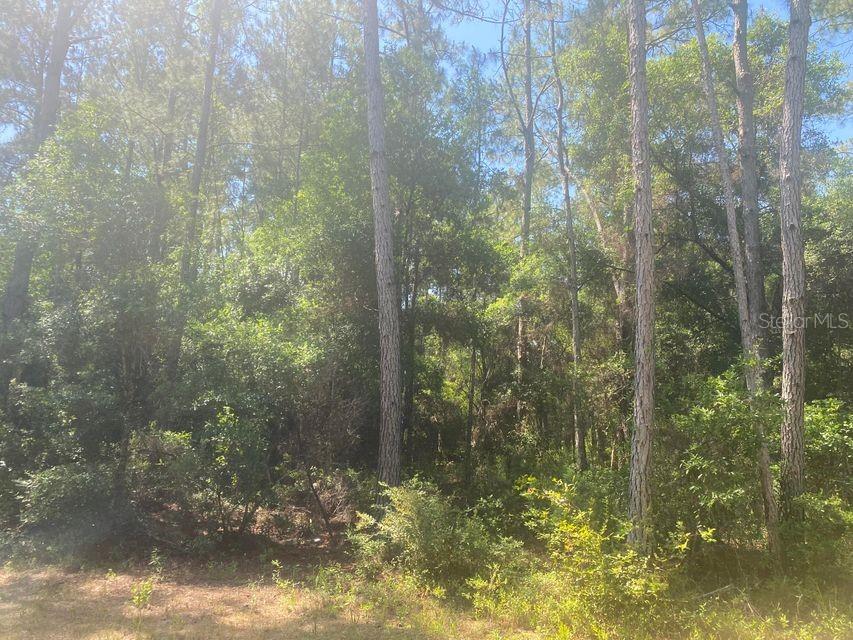 TBD 155TH LN, FORT MC COY, FL — photo 4