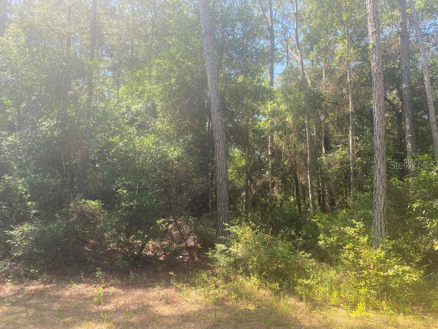 TBD 155TH LN, FORT MC COY, FL — photo 5