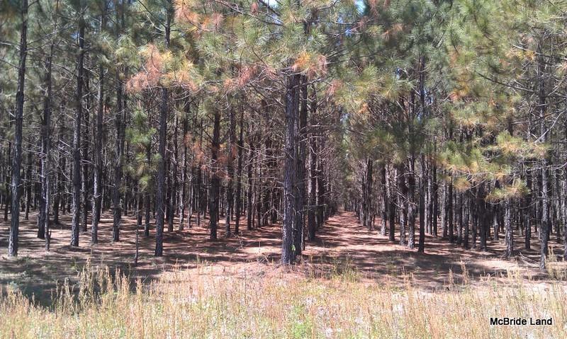 17001 SW HIGHWAY 484, DUNNELLON, FL — photo 9