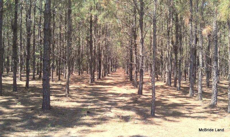 17001 SW HIGHWAY 484, DUNNELLON, FL — photo 11