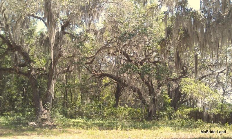 17001 SW HIGHWAY 484, DUNNELLON, FL — photo 25