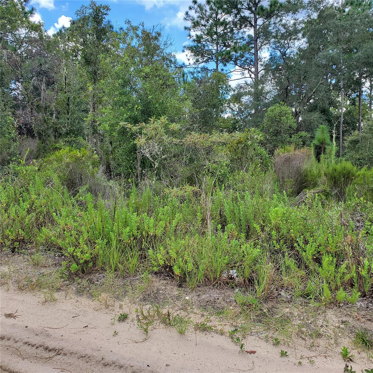 NE 66TH LN, WILLISTON, FL — photo 3