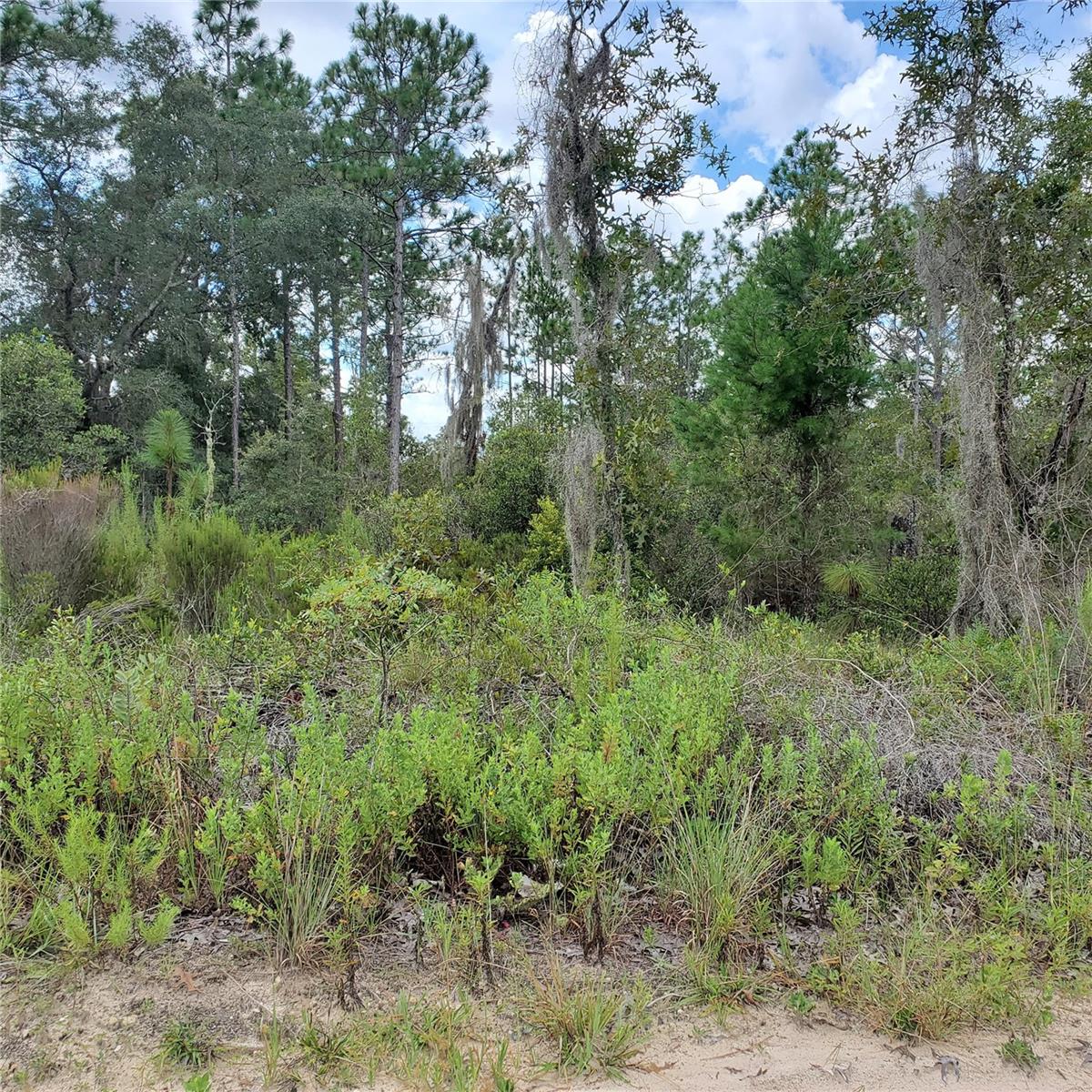 NE 66TH LN, WILLISTON, FL — photo 5