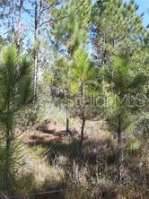 SALYERS RD, CLERMONT, FL — photo 3