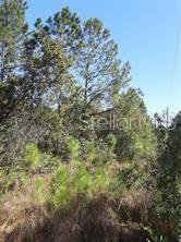 SALYERS RD, CLERMONT, FL — photo 5