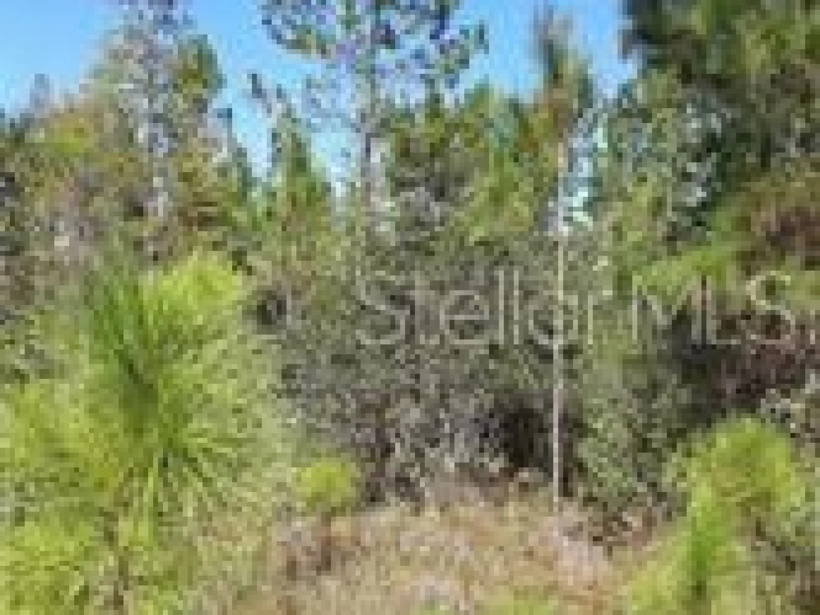 SALYERS RD, CLERMONT, FL — photo 2