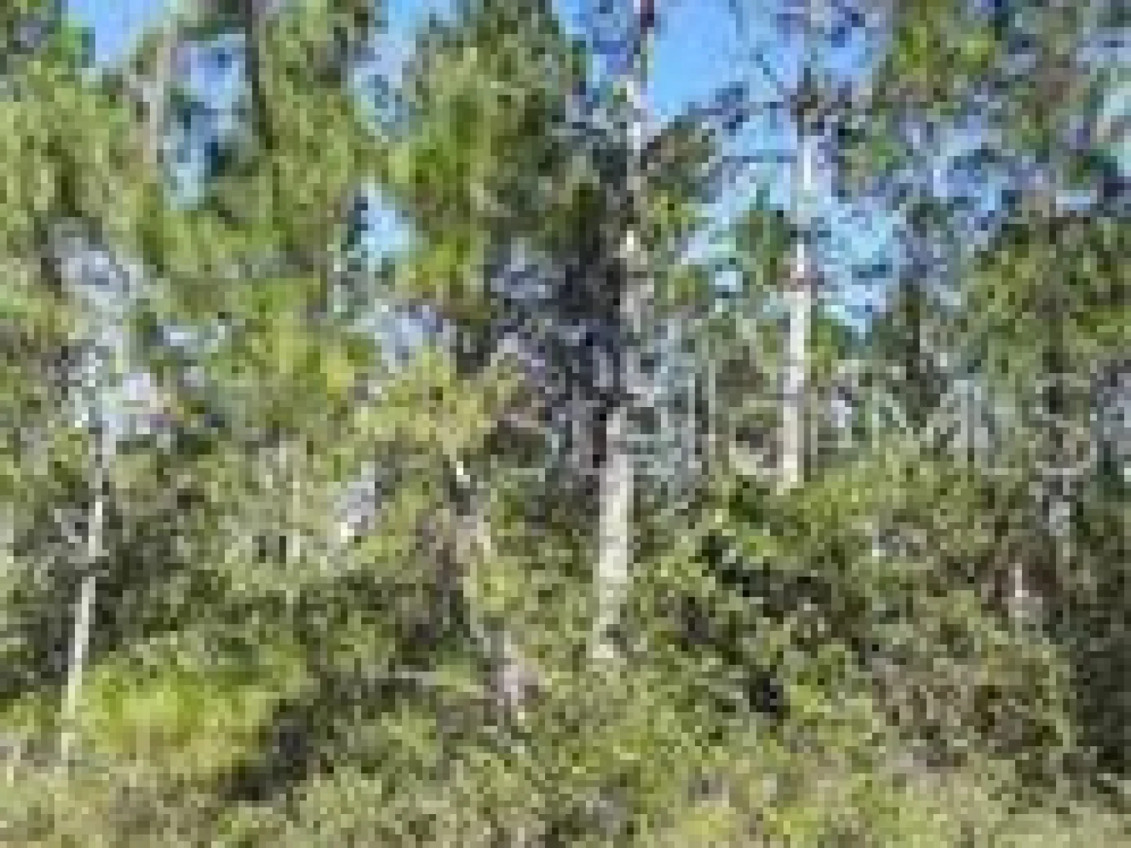 SALYERS RD, CLERMONT, FL — photo 10