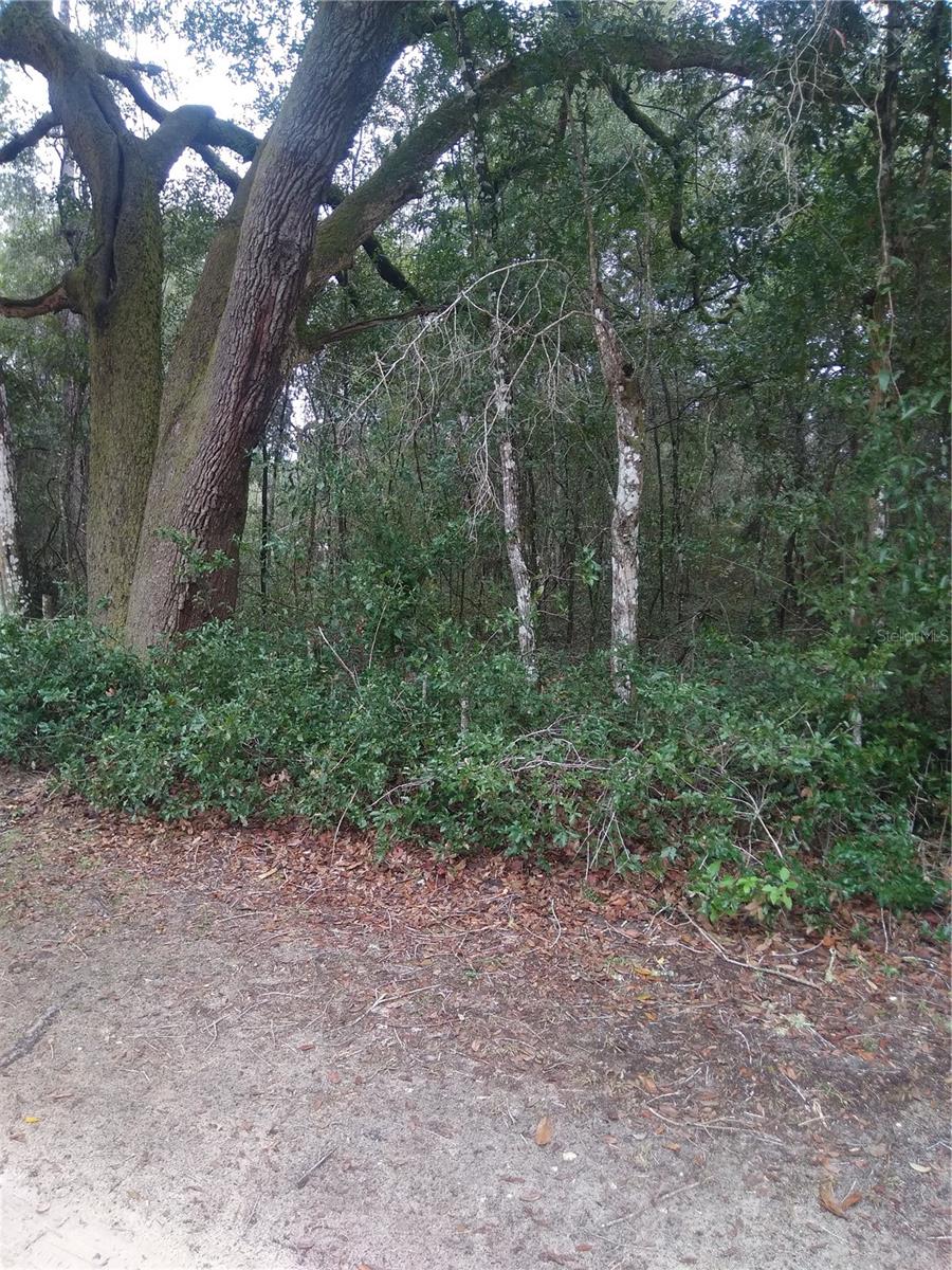 00 NE 147TH COURT, SILVER SPRINGS, FL — photo 3