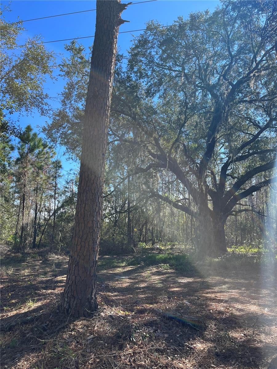 MOUNT PLEASANT RD, GROVELAND, FL — photo 7