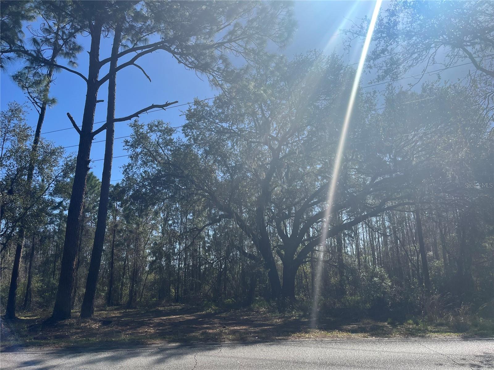 MOUNT PLEASANT RD, GROVELAND, FL — photo 10