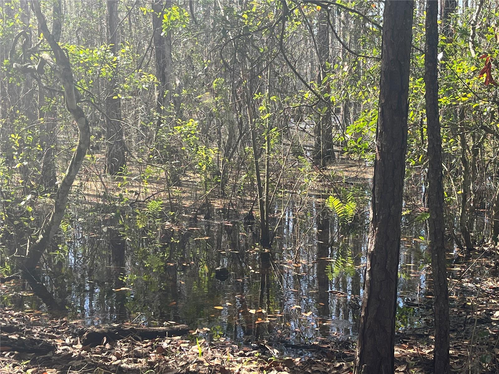 MOUNT PLEASANT RD, GROVELAND, FL — photo 15