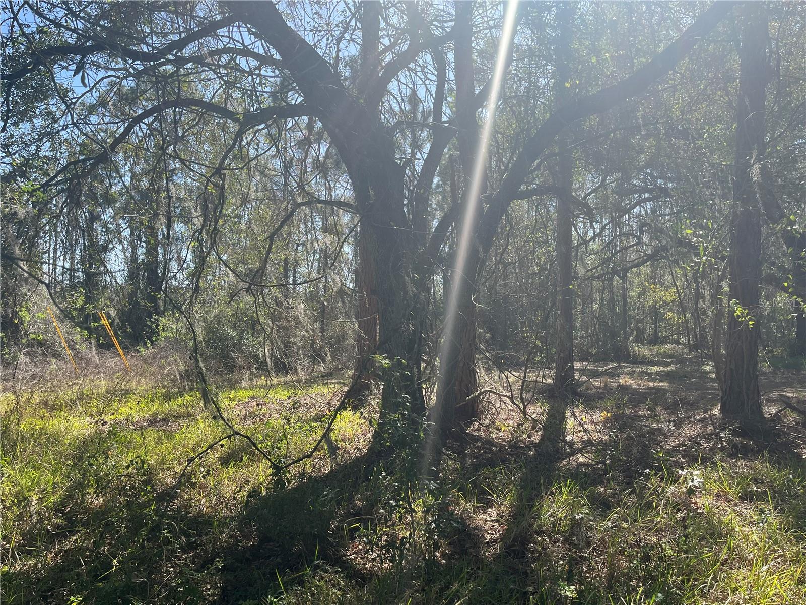 MOUNT PLEASANT RD, GROVELAND, FL — photo 21