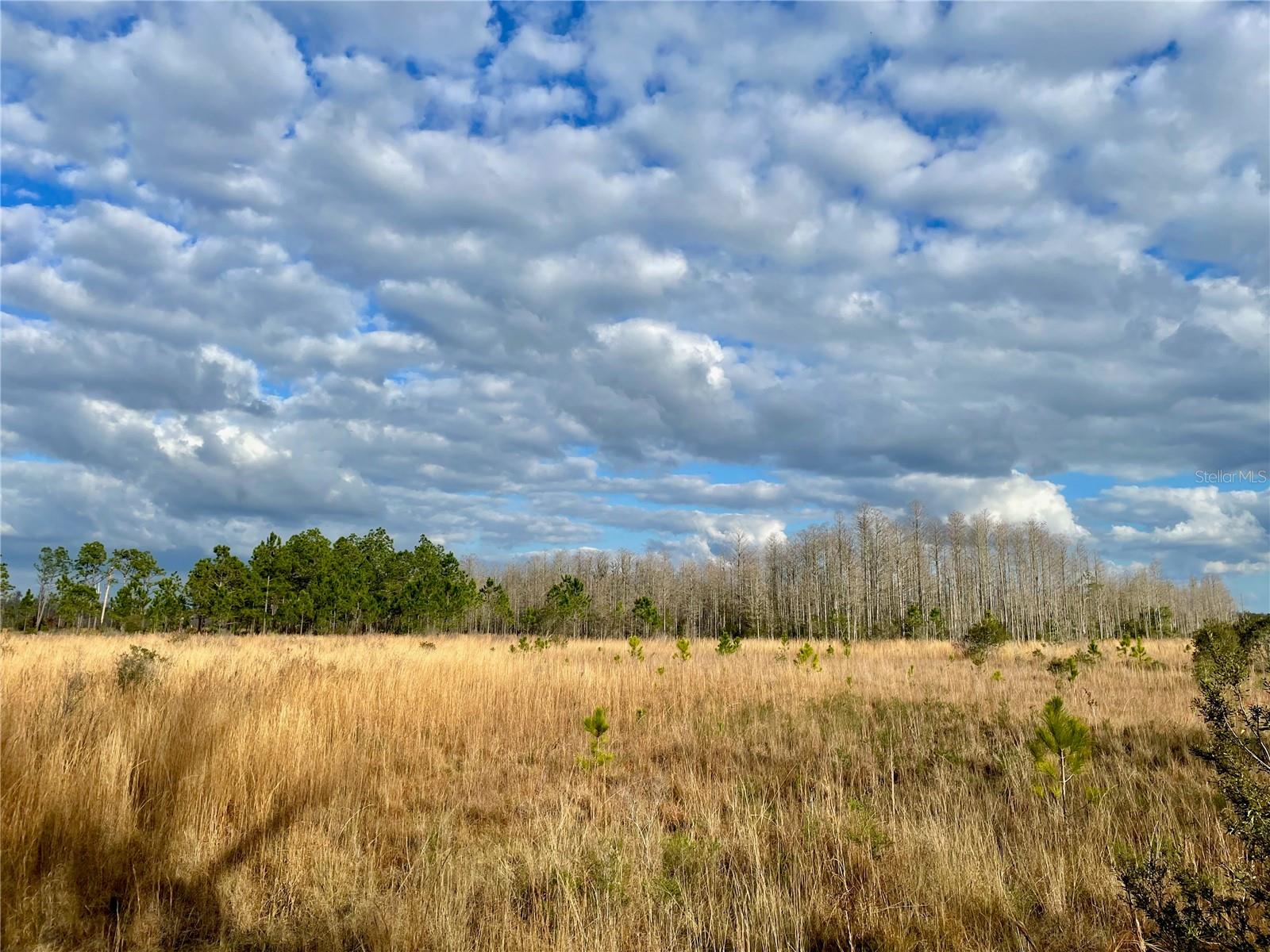 19858 STATE ROAD 52, LAND O LAKES, FL — photo 13