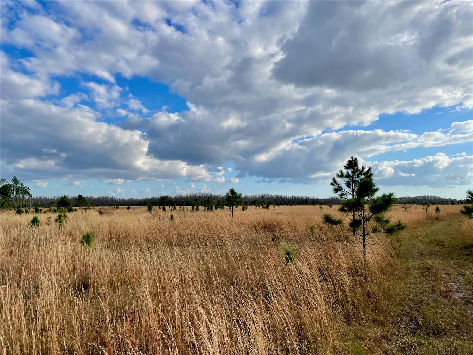 19858 STATE ROAD 52, LAND O LAKES, FL — photo 4