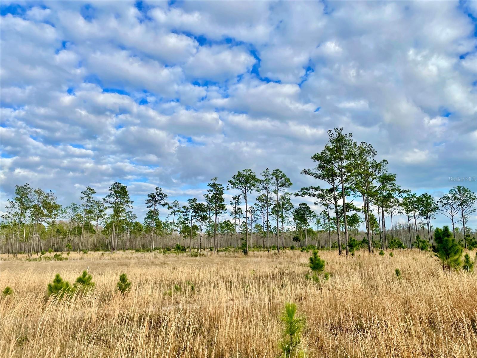 19858 STATE ROAD 52, LAND O LAKES, FL — photo 14
