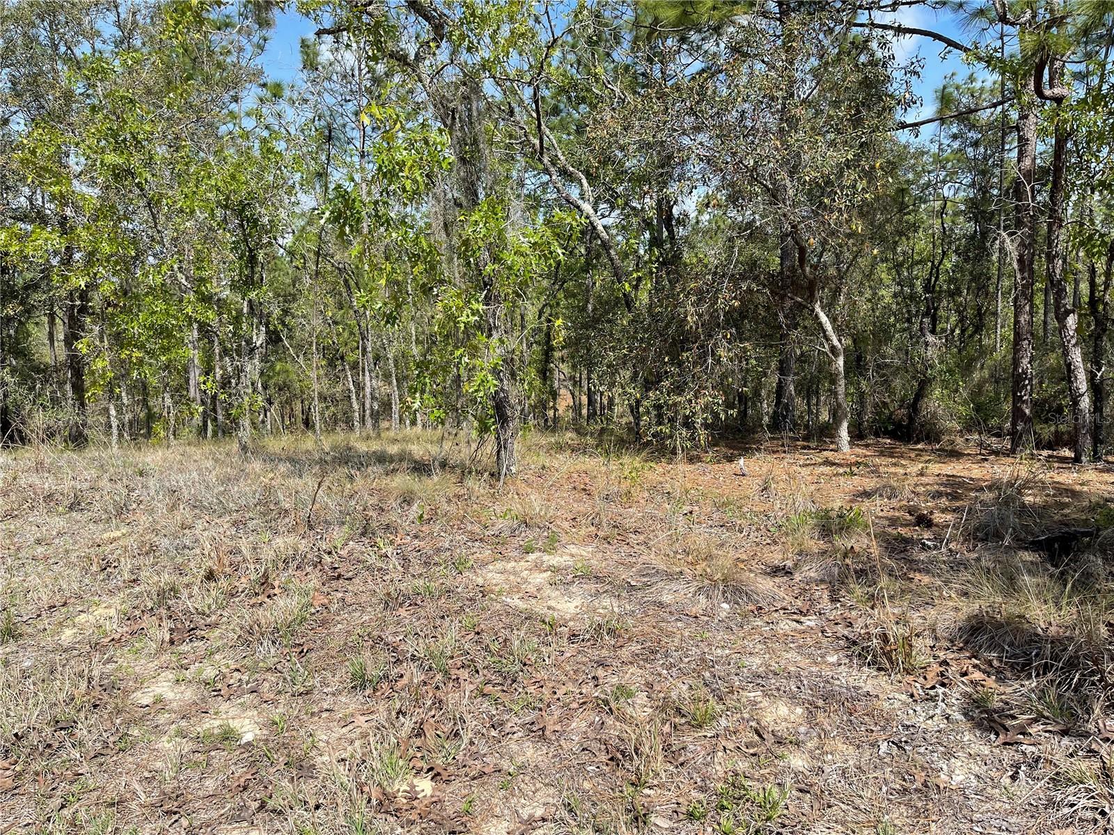 Lot 6 SE 2 ST, WILLISTON, FL — photo 2