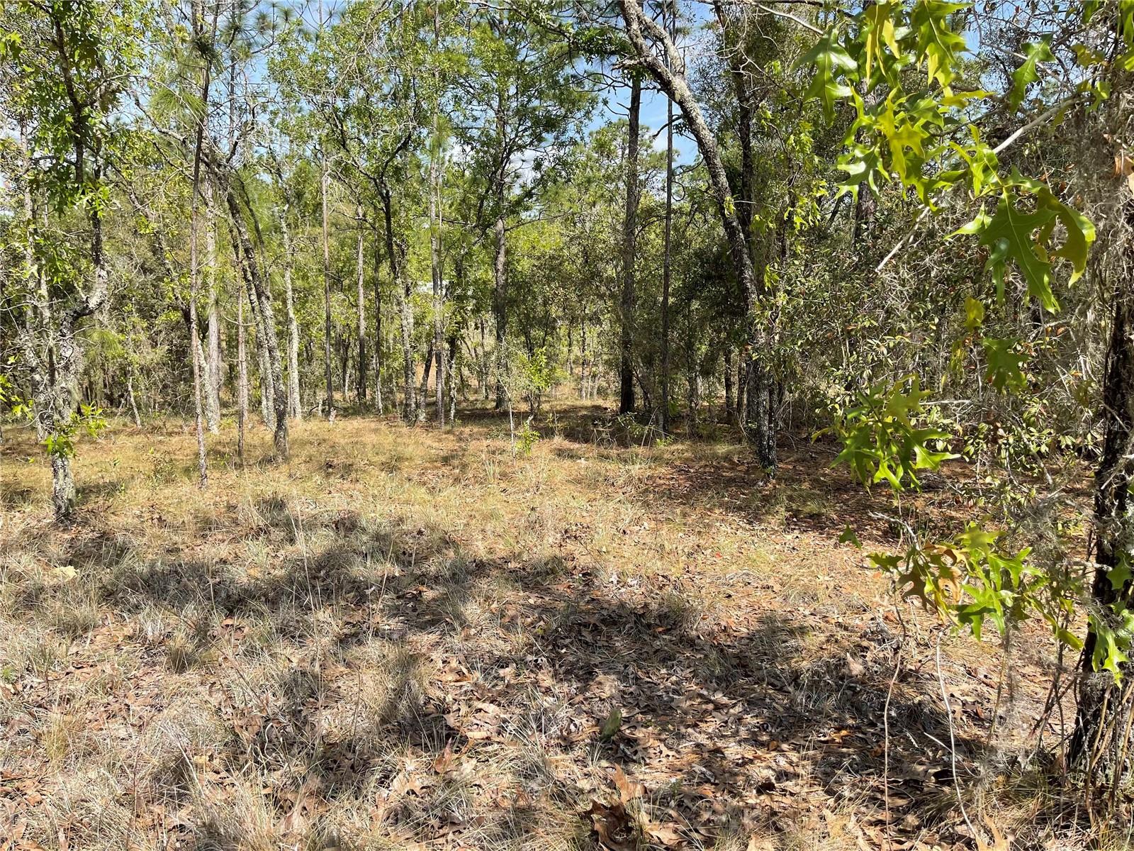 Lot 6 SE 2 ST, WILLISTON, FL — photo 3