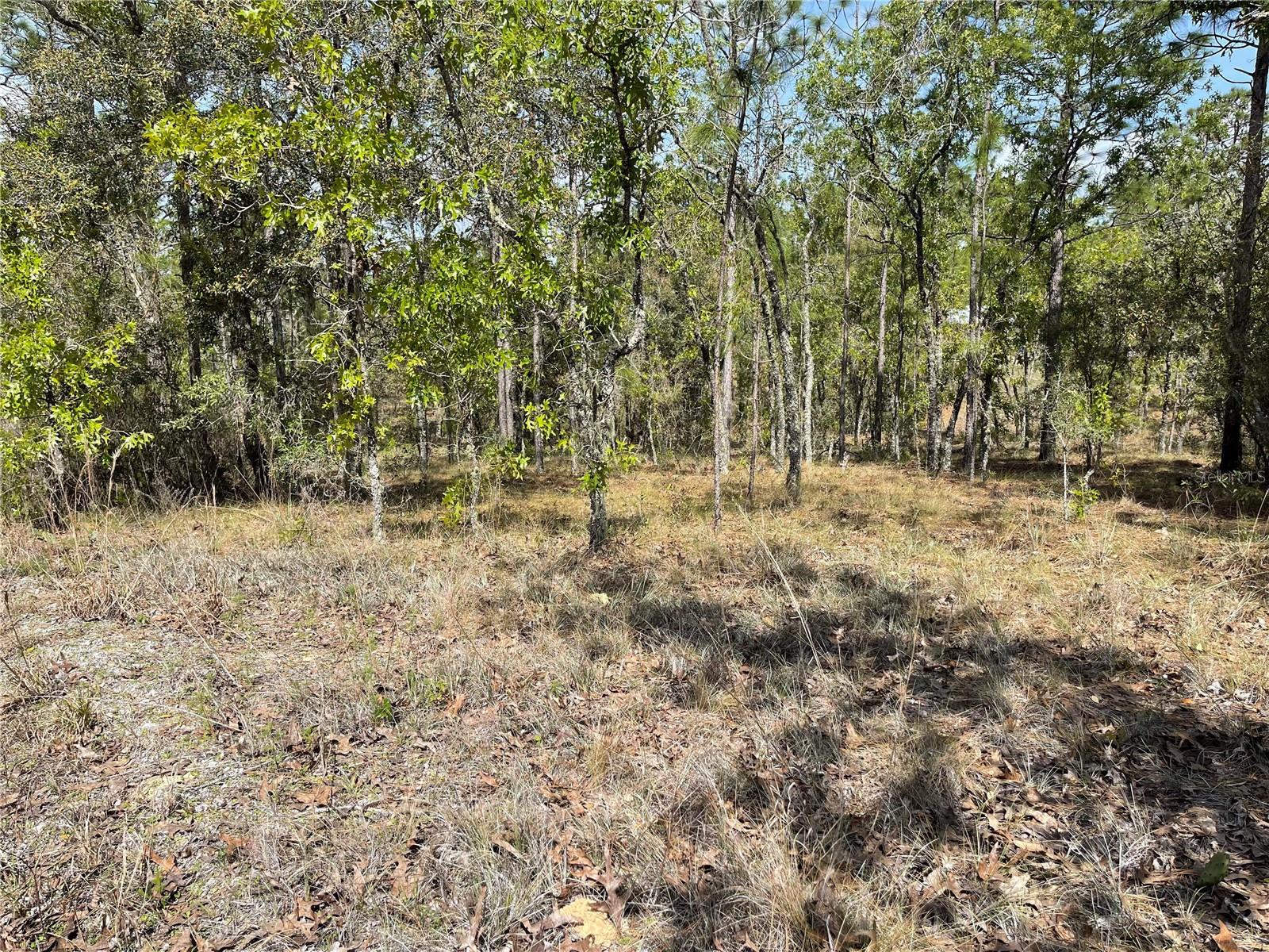 Lot 6 SE 2 ST, WILLISTON, FL — photo 4