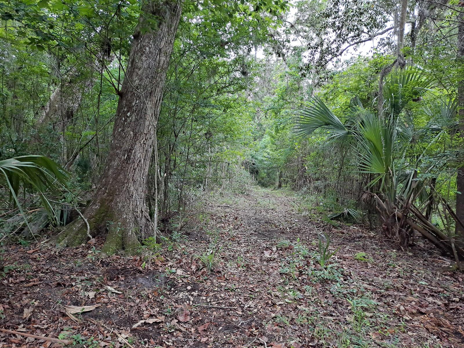 9550 NW 230 ST E, MICANOPY, FL — photo 3