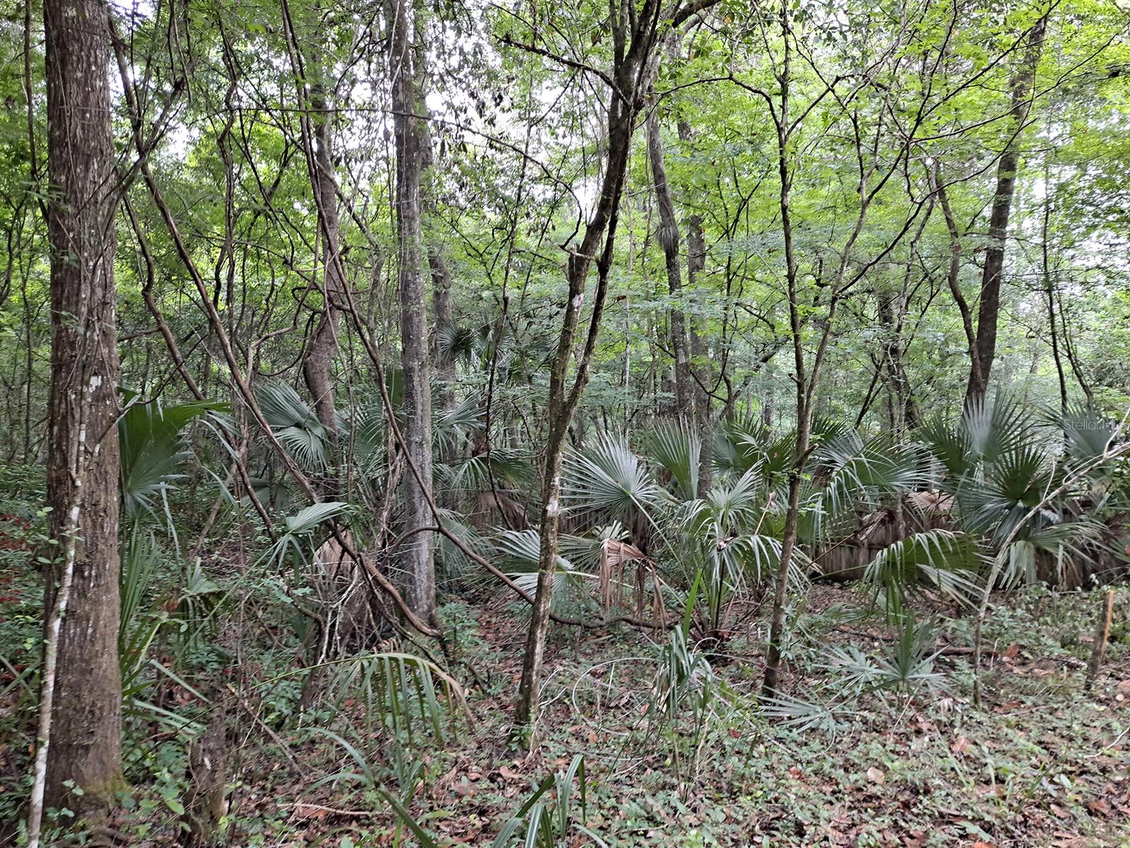 9550 NW 230 ST E, MICANOPY, FL — photo 8