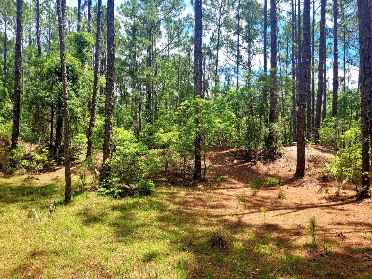 TBD TROPICAL DR, EUSTIS, FL — photo 22