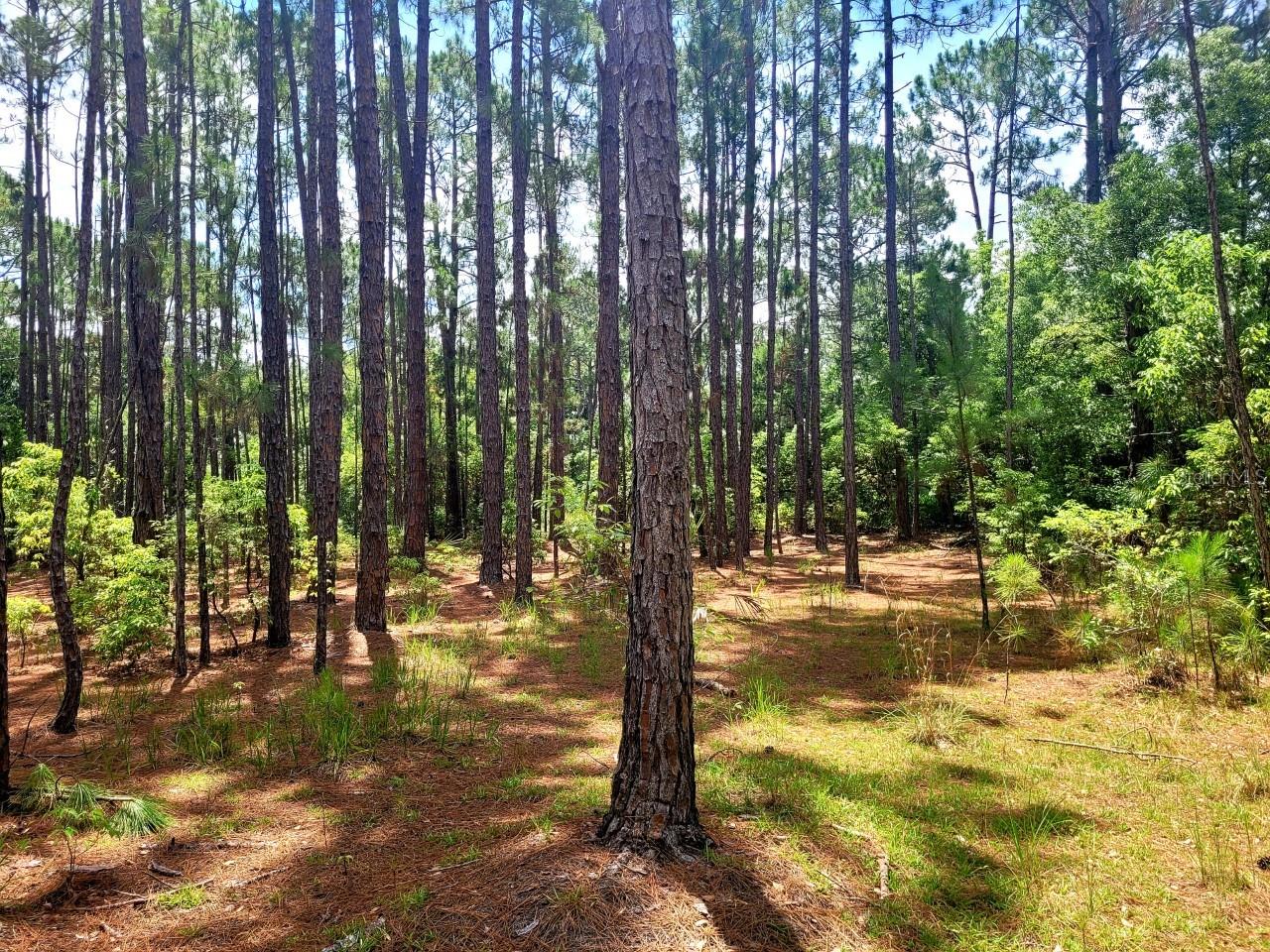 TBD TROPICAL DR, EUSTIS, FL — photo 23