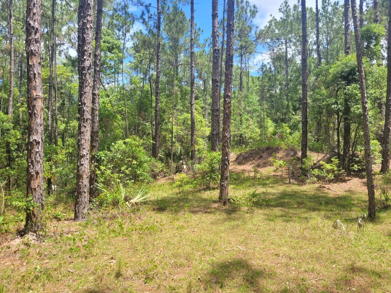 TBD TROPICAL DR, EUSTIS, FL — photo 26