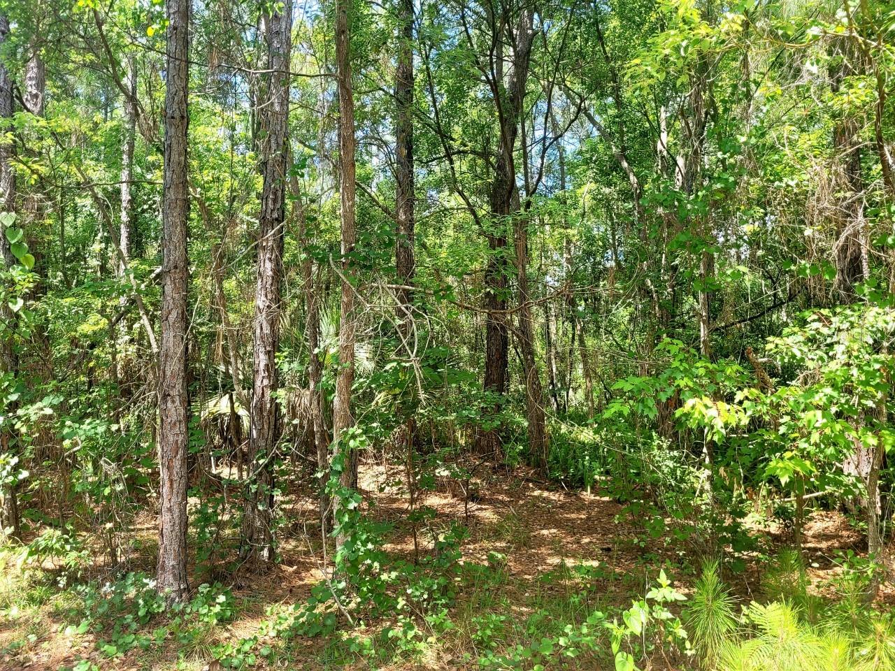 TBD TROPICAL DR, EUSTIS, FL — photo 28