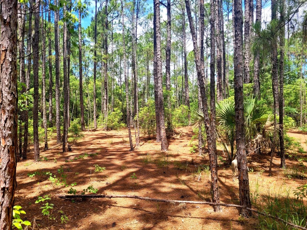 TBD TROPICAL DR, EUSTIS, FL — photo 13