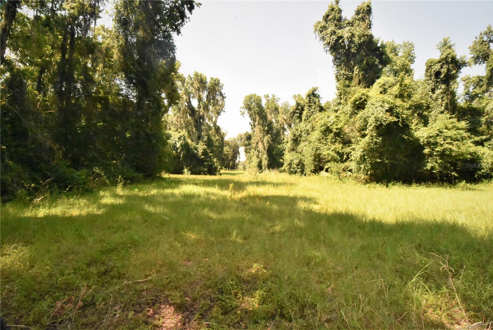 15208 SW WILLISTON RD, MICANOPY, FL — photo 29