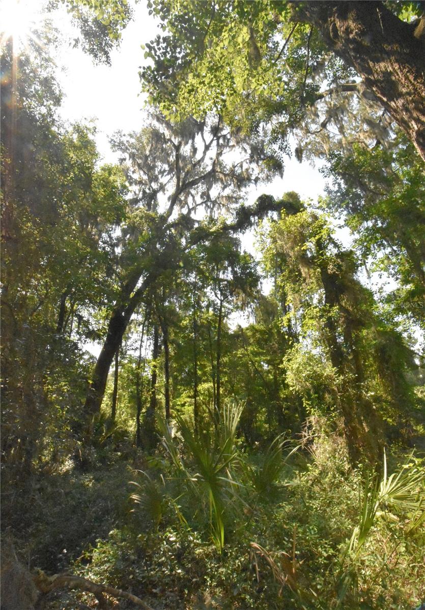 15208 SW WILLISTON RD, MICANOPY, FL — photo 30