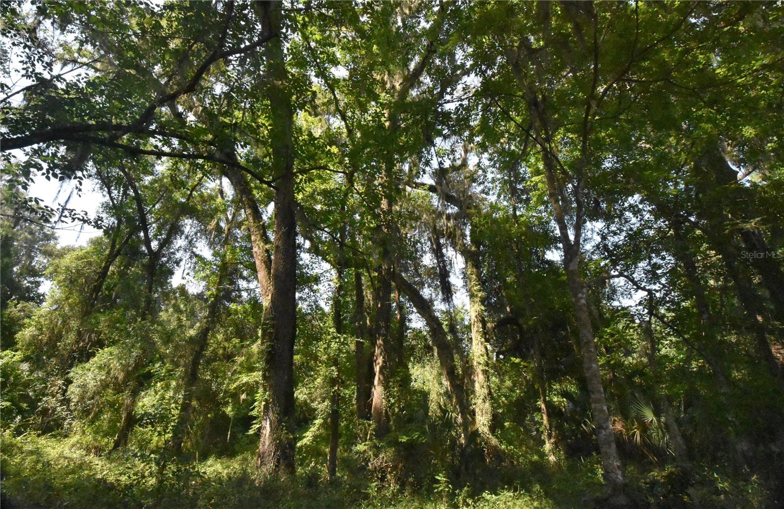 15208 SW WILLISTON RD, MICANOPY, FL — photo 33