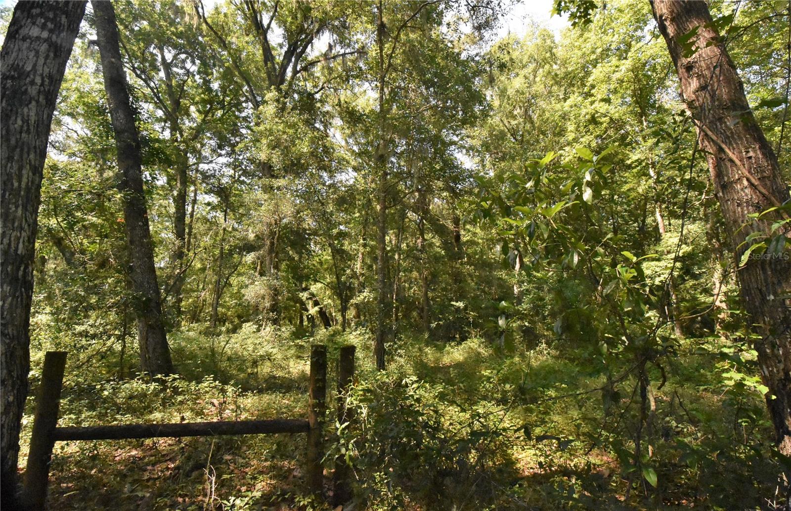 15208 SW WILLISTON RD, MICANOPY, FL — photo 36