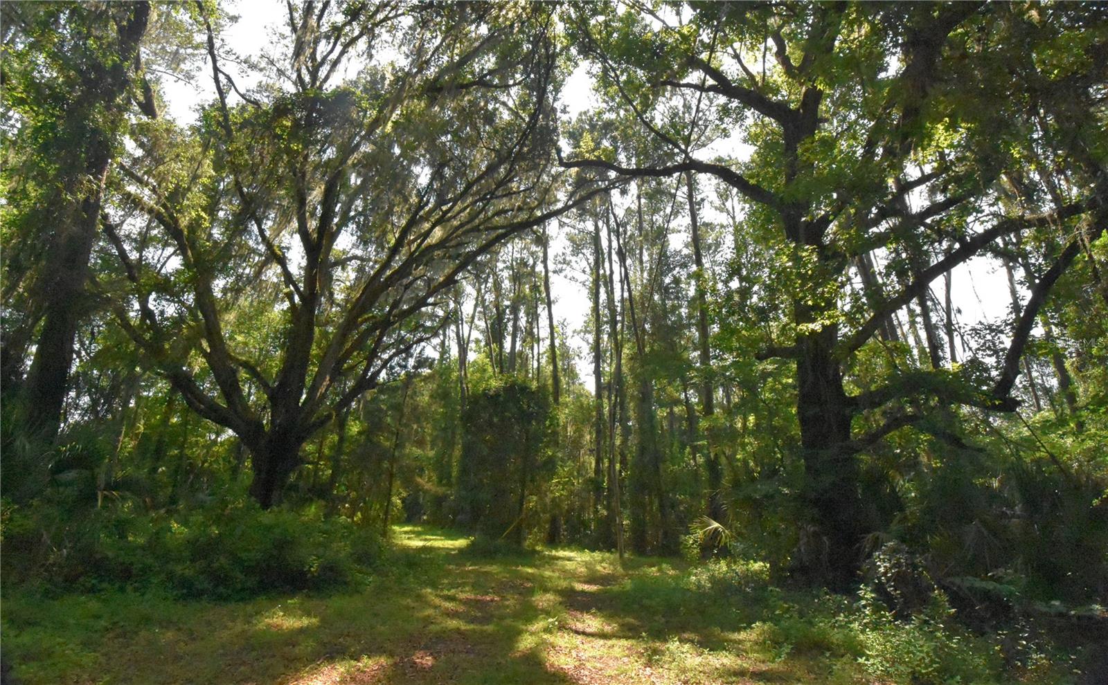 15208 SW WILLISTON RD, MICANOPY, FL — photo 37