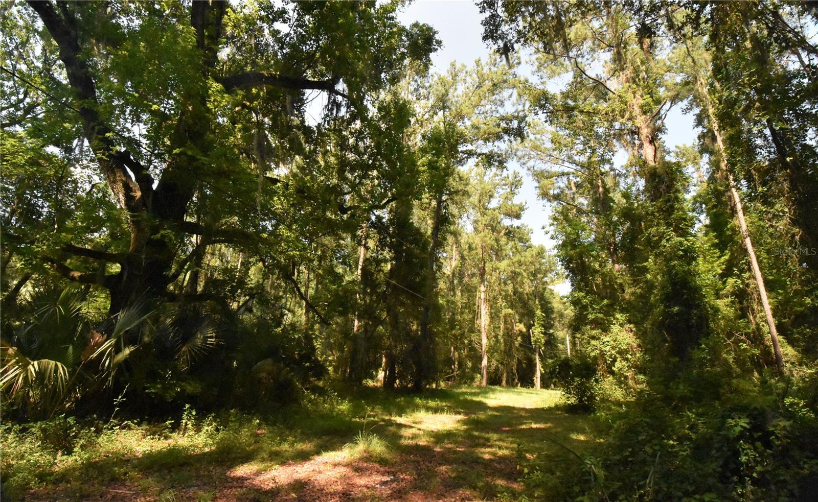 15208 SW WILLISTON RD, MICANOPY, FL — photo 38
