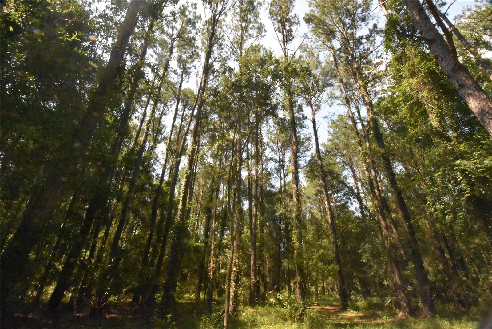 15208 SW WILLISTON RD, MICANOPY, FL — photo 39