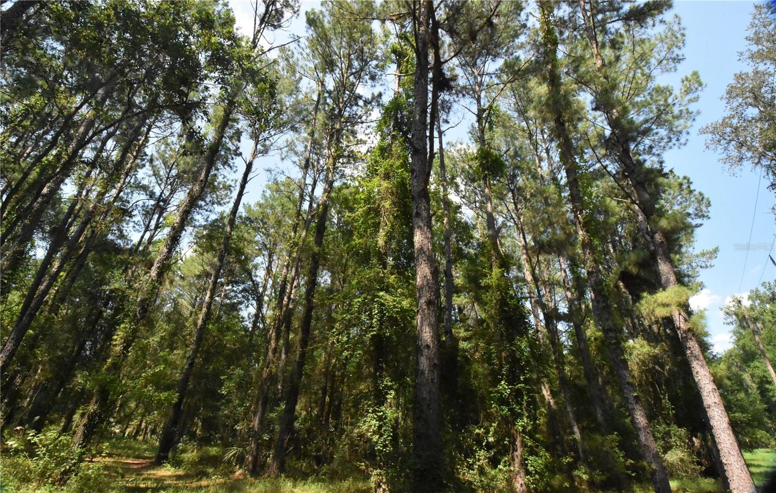 15208 SW WILLISTON RD, MICANOPY, FL — photo 40