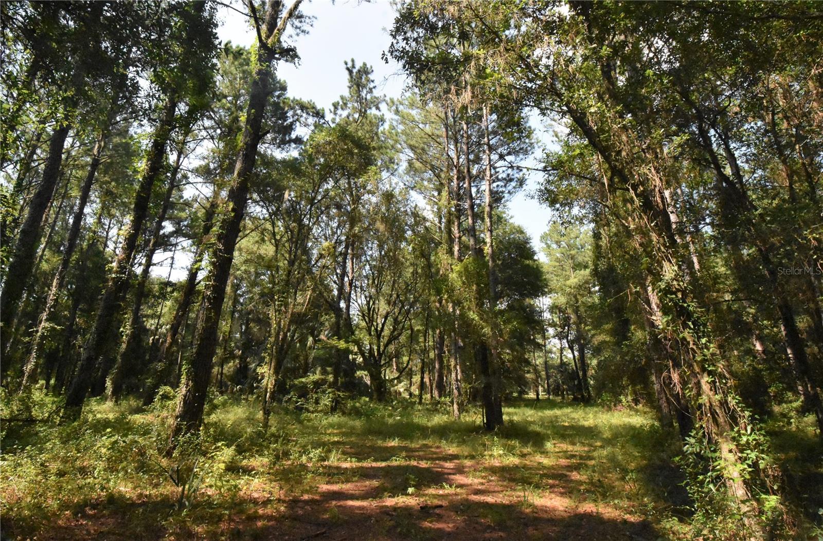 15208 SW WILLISTON RD, MICANOPY, FL — photo 41