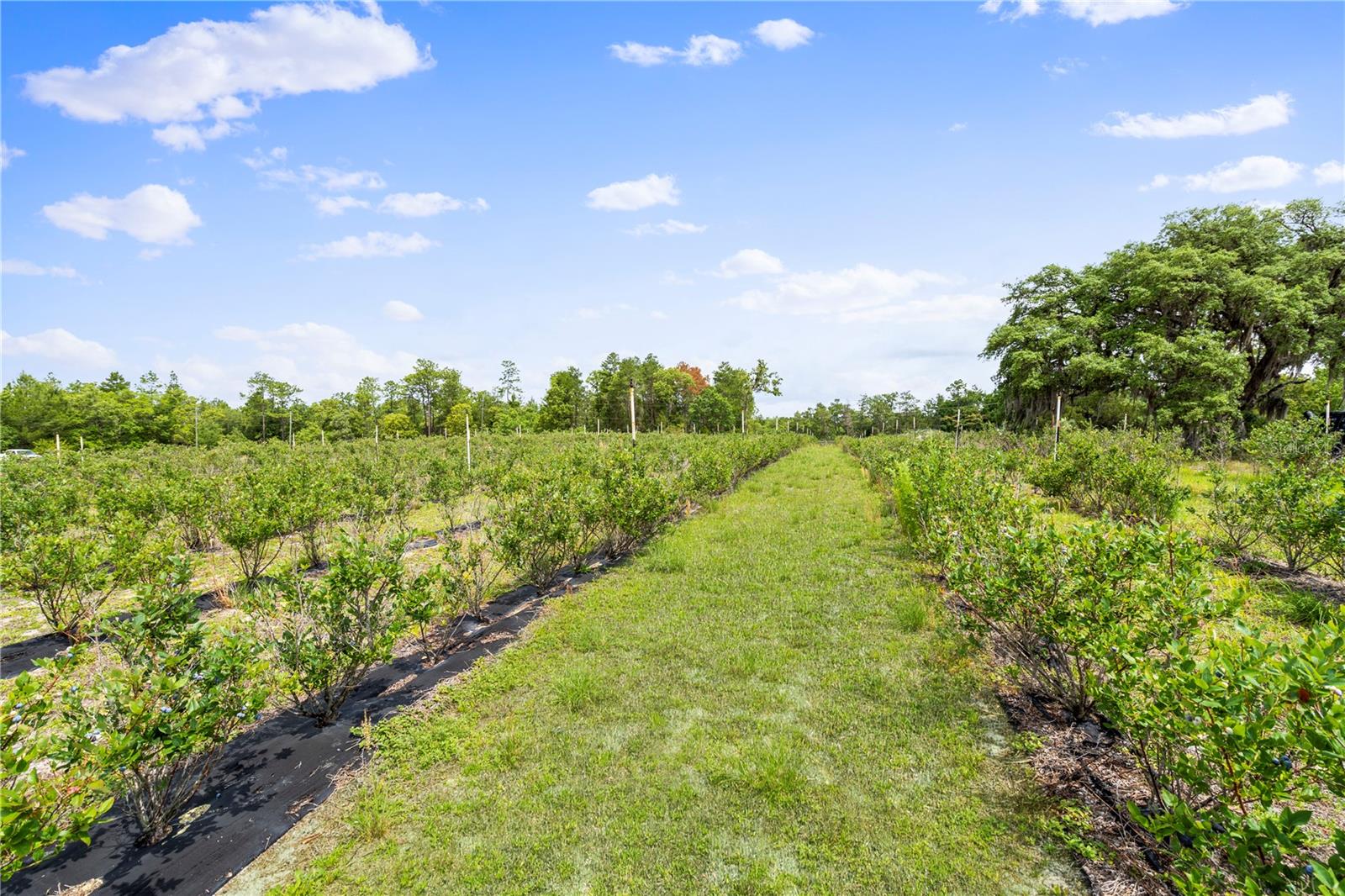 130 STRAWBERRY LN, POMONA PARK, FL — photo 4
