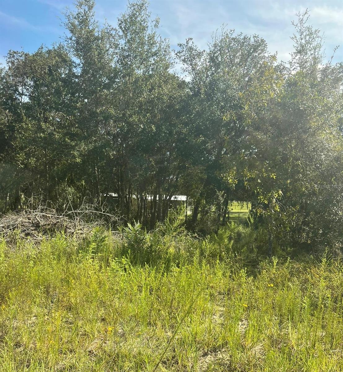 23-12-17 OAK RIDGE ESTATES BLK 8 LOT 27, WILLISTON, FL — photo 3