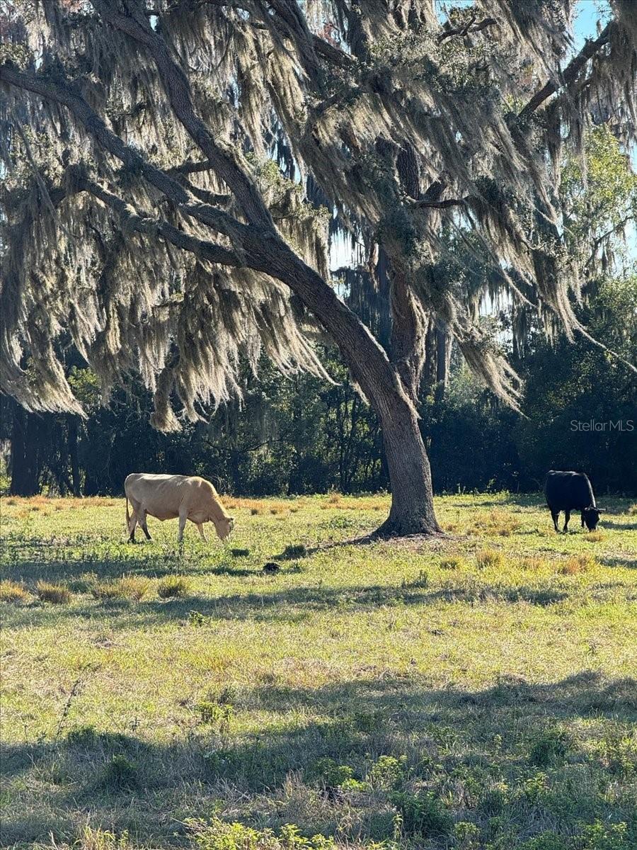 BOY SCOUT RD, ODESSA, FL — photo 6