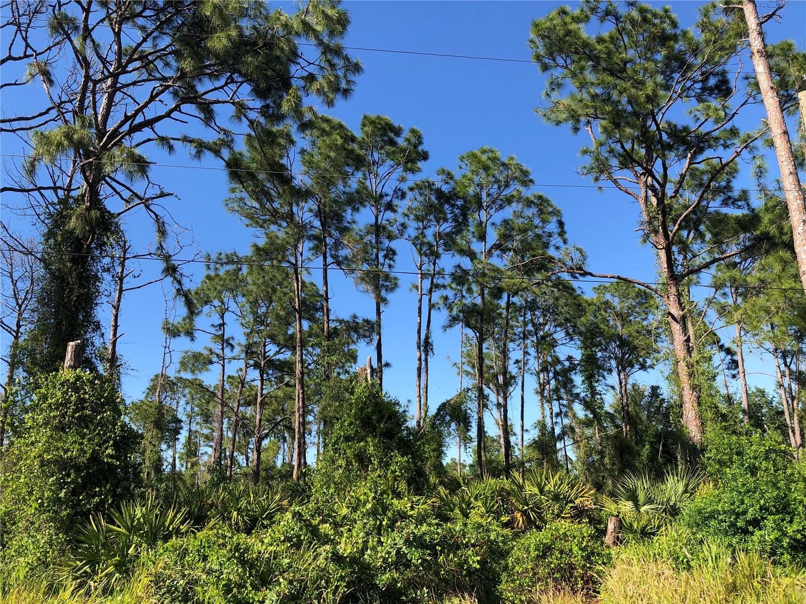 DANDURAND AVE, NORTH PORT, FL — photo 4